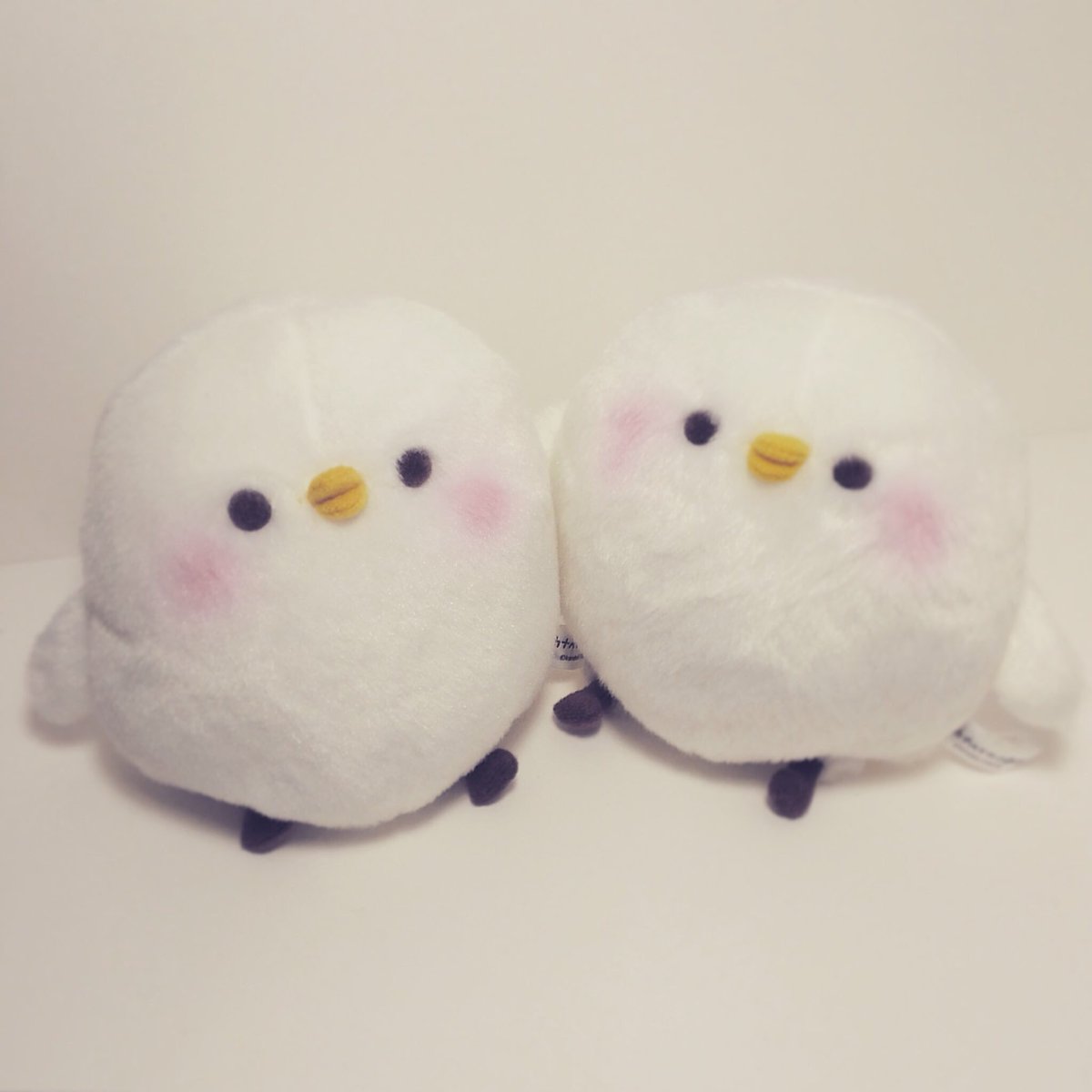 study666i's tweet photo. カナヘイさんのピスケが２匹になりました。 https://t.co/qgJpbah0nm