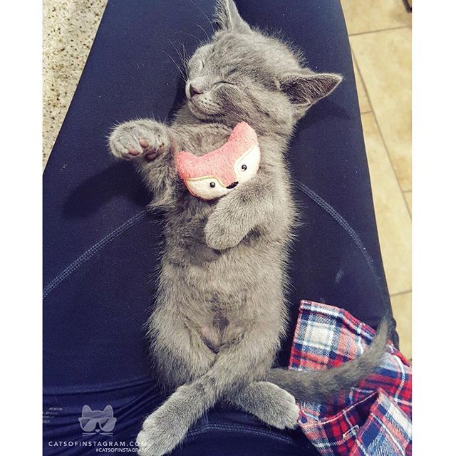 #kittens