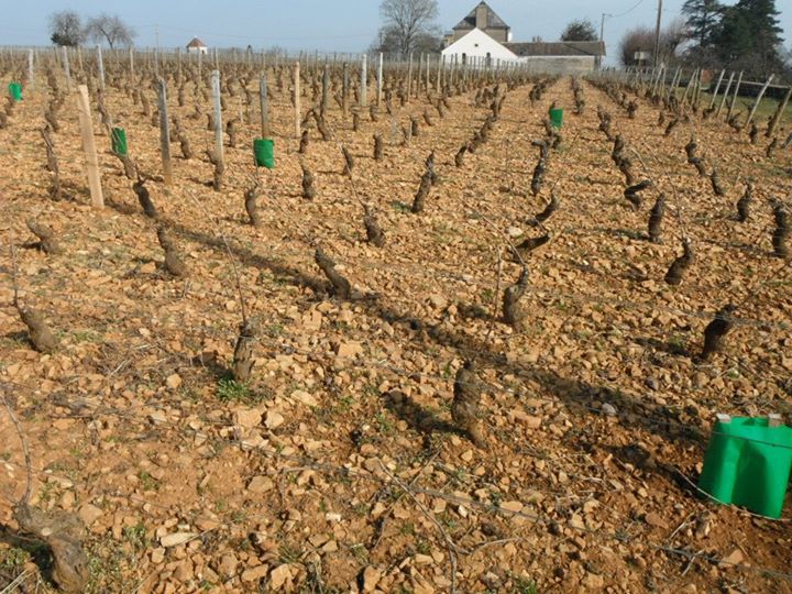 Les Chaumes et la Voierosse - Corton Grand Cru climatsdebourgogne.wordpress.com/2016/04/01/les…