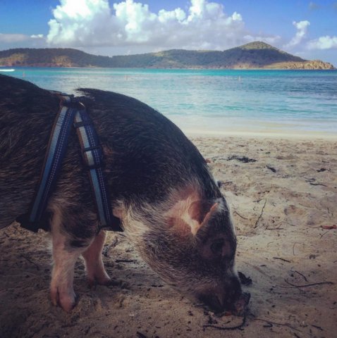 IOdonna's tweet photo. Giro del mondo con Fido: animali viaggiatori nuove star di @Instagram https://t.co/VmFhRTjEG2 https://t.co/PEOcUeIkIs