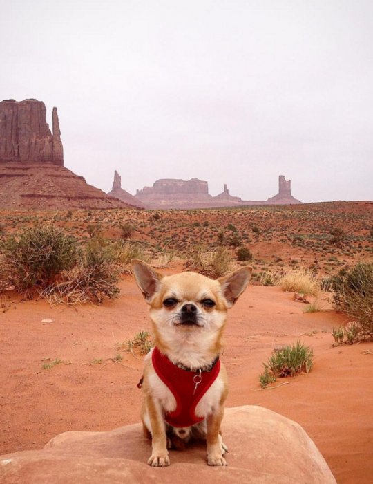 IOdonna's tweet photo. Giro del mondo con Fido: animali viaggiatori nuove star di @Instagram https://t.co/VmFhRTjEG2 https://t.co/PEOcUeIkIs