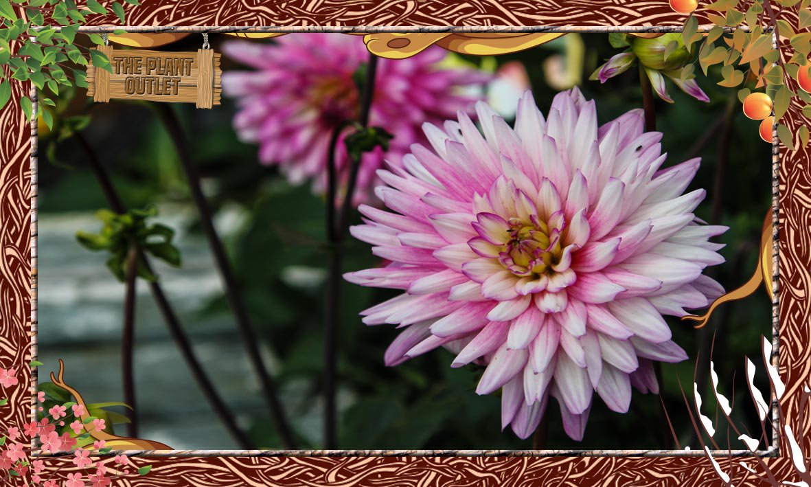 ThePlantOutlets's tweet photo. We've got #Flowers for every season at The Plant Outlet. Visit us at 238 London Rd. #Wickford #Essex #Plants #Bulbs https://t.co/piUZ2Hxgrj