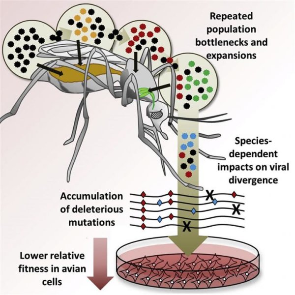 Virus evolution differs by species of mosquito carrier bit.ly/1VYi2Aj #WestNileVirus #publichealth