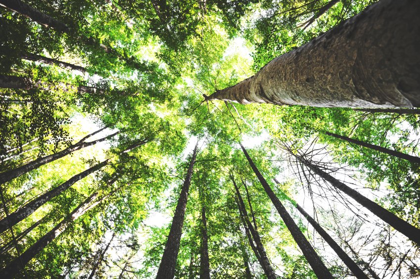 REvents_SustBiz's tweet photo. Under #TimberRegulation, importers must certify their wood comes from #legal sources https://t.co/qFtfiP6xjD https://t.co/icnXXMzGDo