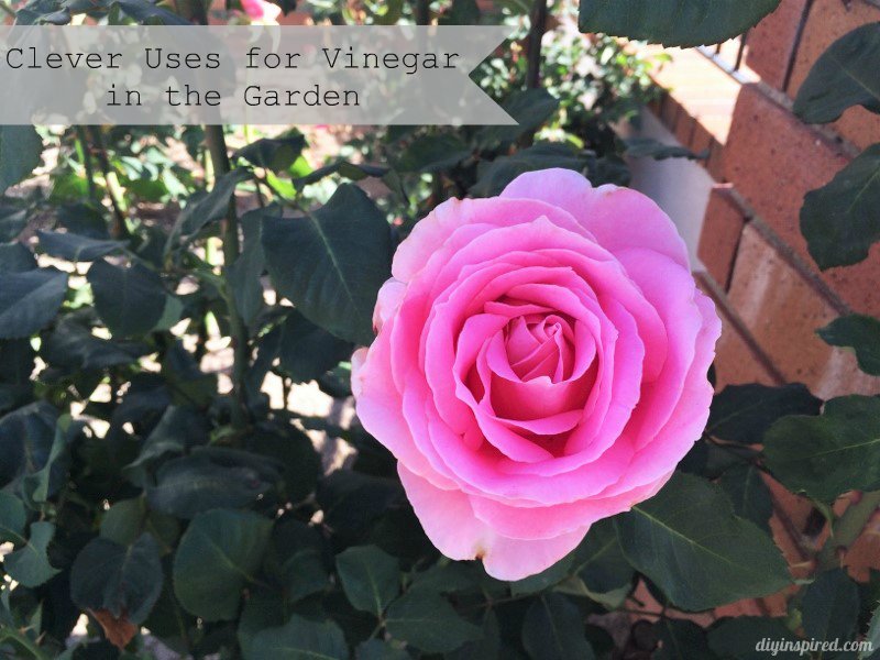 DIYInspired's tweet photo. Clever Uses for Vinegar in the Garden #ad #fourmonksclean #vinegartips #vinegar https://t.co/YljeTLrcpC https://t.co/mFhKHRsiq8