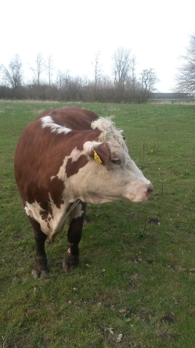 HoeveVredeveld's tweet photo. De eerste Herefords zijn weer buiten! Naar de Wildwallen van @flevolandschap https://t.co/L7wVeOmQm3