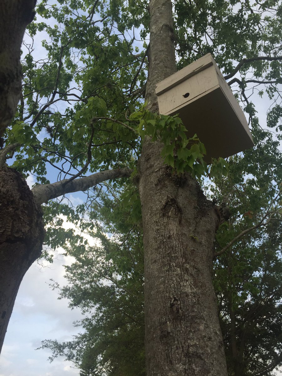 isolatediguana's tweet photo. Here's a #swarmtrap used to catch swarming #bees. We use the #wildflower #honey to make #charcuterie @hinckleymeats https://t.co/vyncqvTjb6