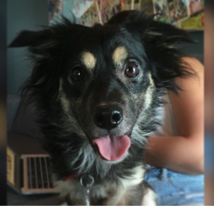 Spunklyfe's tweet photo. Bring your puppy to work day :D Happy Friday ! #designagency #spunklyfe #branding #studiolife #entrepreneur https://t.co/459xiksWht