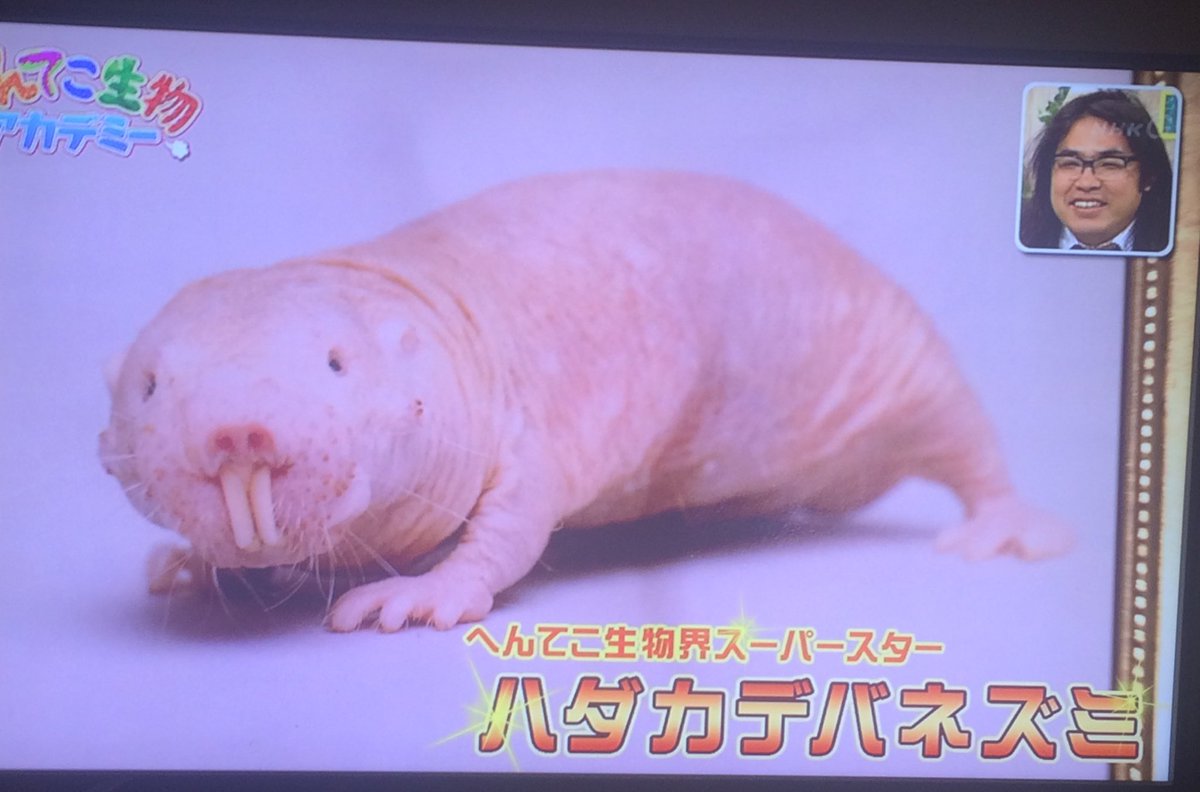 絶倫女王に求められすぎてやせ細るオス ハダカデバネズミの驚異の生態 へんてこ生物アカデミー Togetter