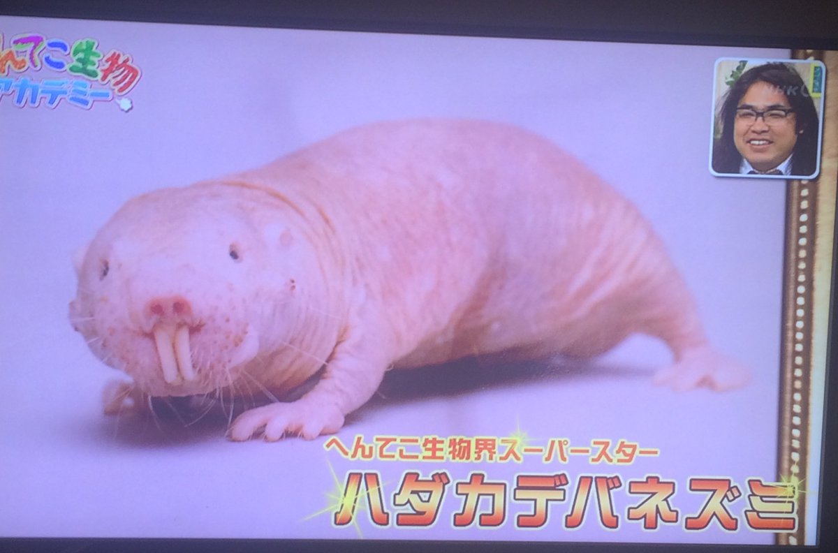 アカデミー へんてこ 生物