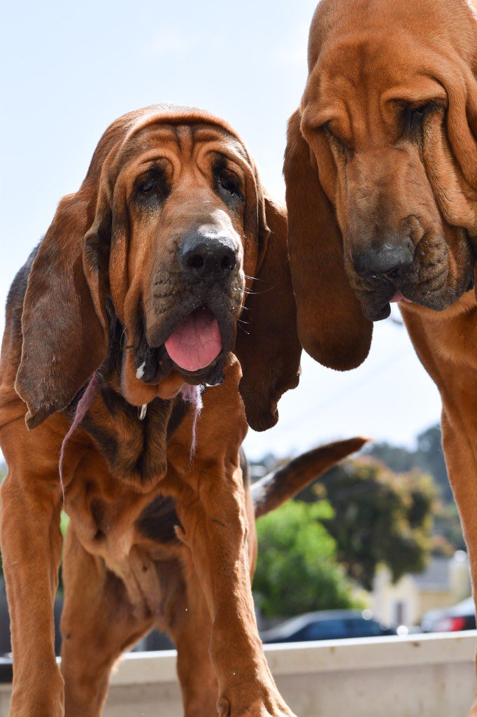 edgewisesf's tweet photo. Saw these sweethearts #hounddogs
&amp; thought to #capture their #expressions https://t.co/mT6YEt0m8b