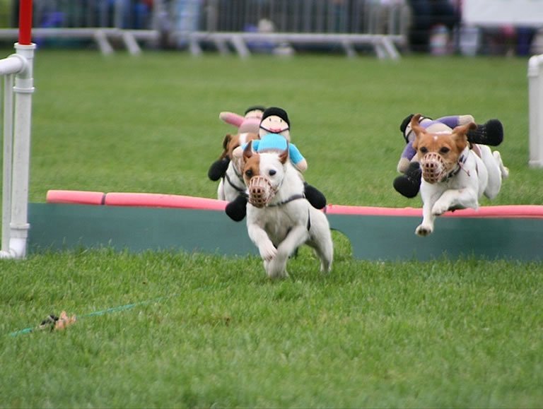 BASCcentral's tweet photo. #GamekeepersFair Cyril the Squirrel &amp; his racing terriers will be demonstrating for us; https://t.co/DTWlirG23z https://t.co/0aTzsPhNPk
