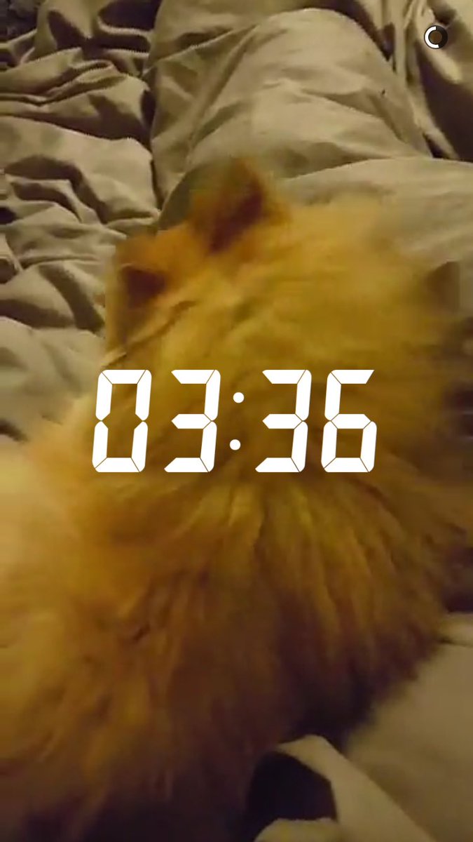 dani_el_pez's tweet photo. Eleanor on snapchat https://t.co/Jfks37vRCt