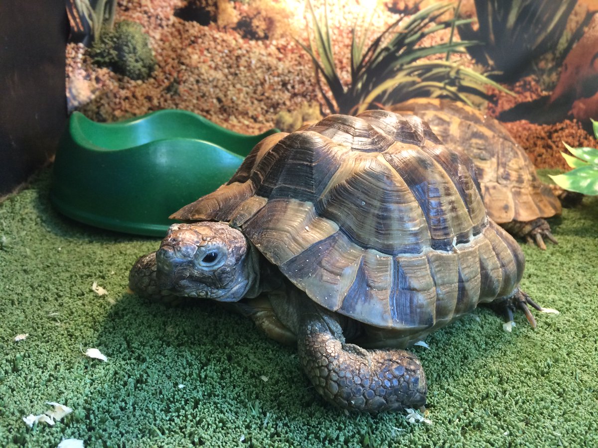 ChesterBID's tweet photo. FREE entry animal encounter @ChesterTownHall today from 12 - 4 and Wed 13th Apr #CH1EasterFun https://t.co/nclG4ZCVfJ