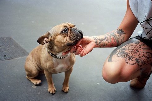 13 Amazing and Colourful Frech Bulldog Tattoos frenchbulldogfanclub.com/13-pictures-of…