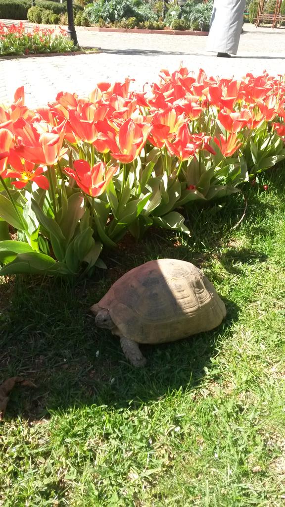 Lalelerin gölgesinde bir Battuta buldum:) <a href="/zeynepsevde/">zeynep sevde</a>