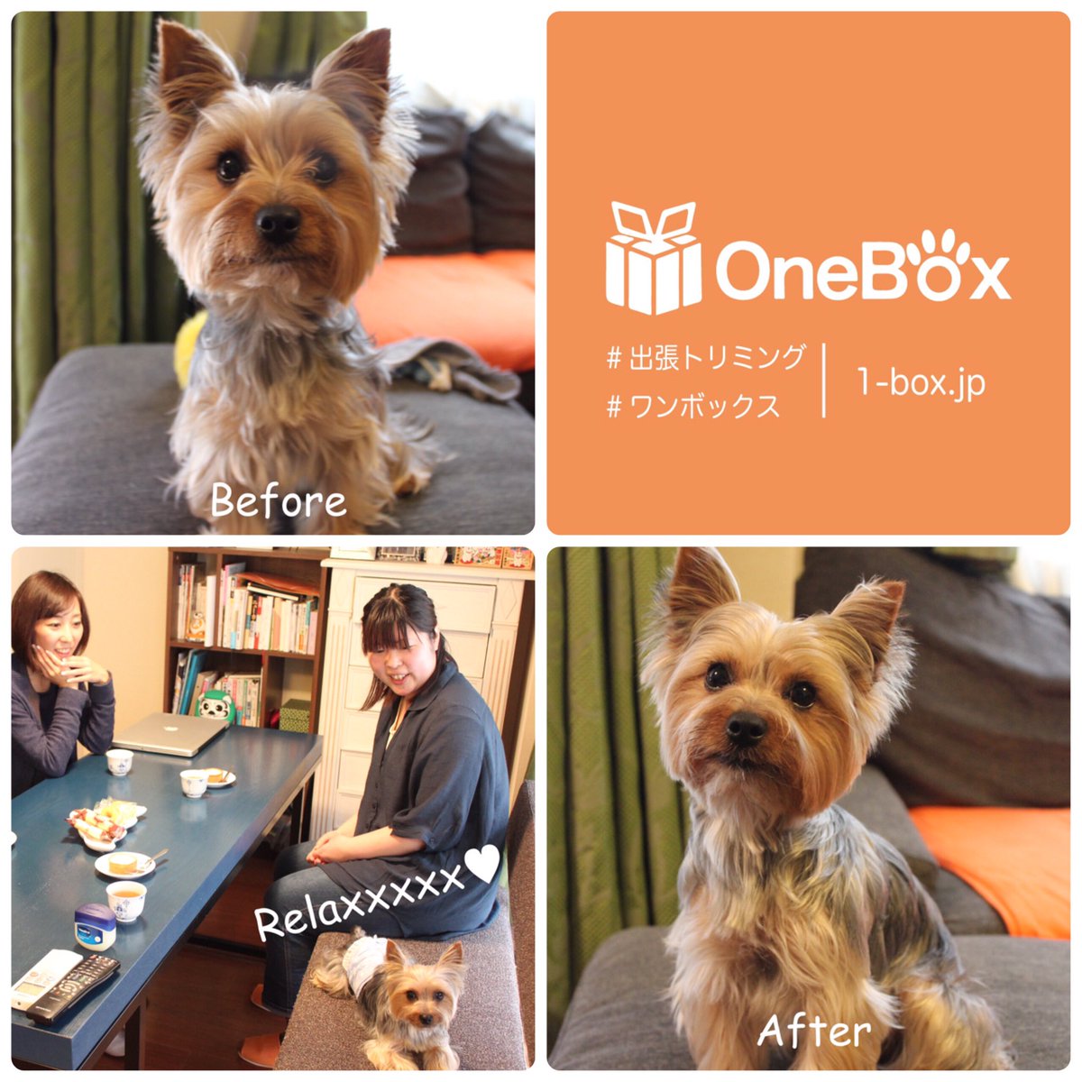 OneBox_'s tweet image. 串田家ワトソン君

【出張トリミングのお申し込みはこちら】
1-box.jp/services

#出張トリミング　#トリミング #ワンボックス　#ヨクシャテリア #ヨーキー