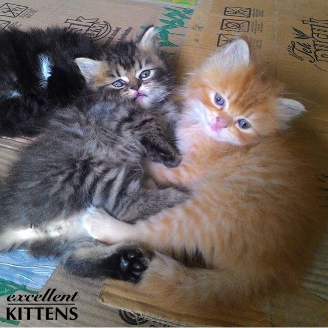 #cat rescues