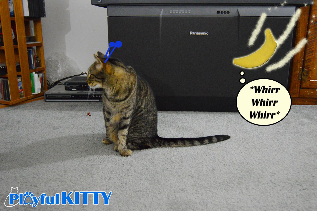 My Cats Are Actually Space Aliens!  #cat rescues playfulkitty.net/2016/04/01/cat…