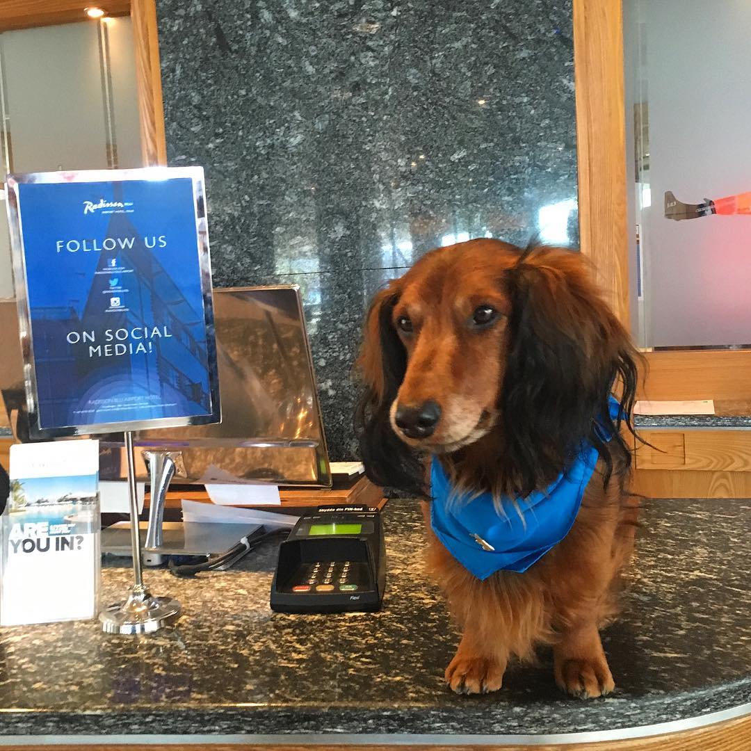 RadissonBluOSL's tweet image. As a pet friendly hotel we are proud to introduce you all to our new receptionist Timian!