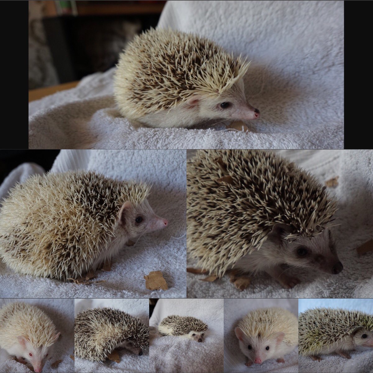 aph_devon tweet picture