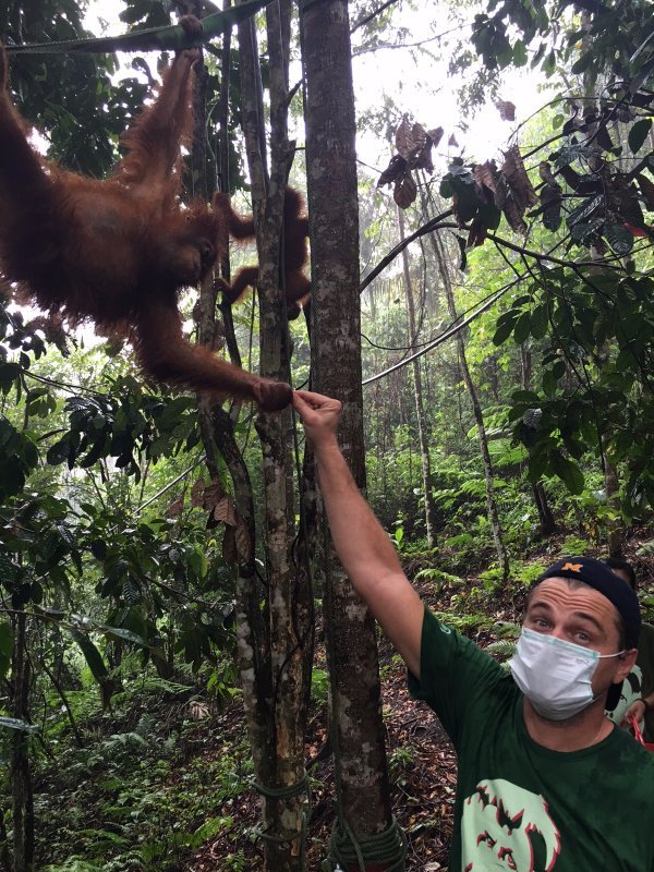 INDONESIAinLOVE's tweet photo. Leonardo Dicaprio Saja Peduli OrangUtan Indonesia, RETWEET Kalo kamu juga peduli !  #SaveLeuserEcosystem https://t.co/rf9mvD1Cye