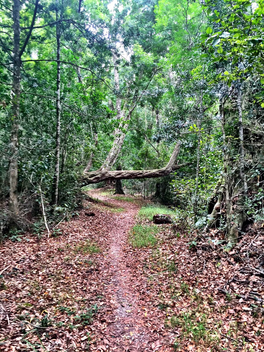 Jeans2409's tweet photo. Some magnificent singletrack riding at #Harkerville #mtb #fitness #Gardenroute #36OneChallenge #Race2Rhodes https://t.co/a4ZNqjRJ8K
