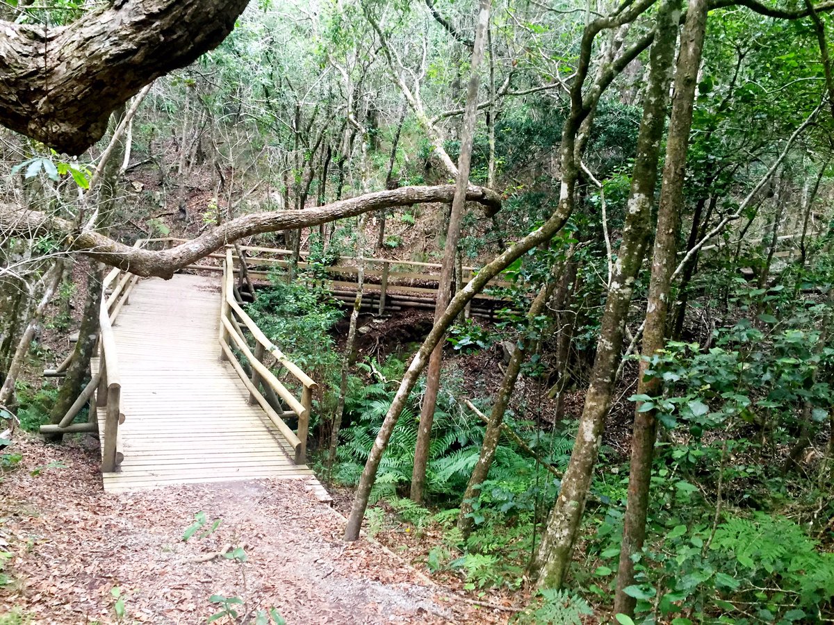Jeans2409's tweet photo. Some magnificent singletrack riding at #Harkerville #mtb #fitness #Gardenroute #36OneChallenge #Race2Rhodes https://t.co/a4ZNqjRJ8K
