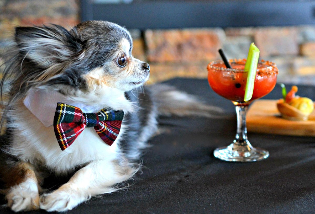 dansgoodside's tweet photo. My roommate will love this. @The_BrassKens now offering gourmet dinners for pets: https://t.co/jYoJ4vnTem #yyc https://t.co/fXd1uVOgYM