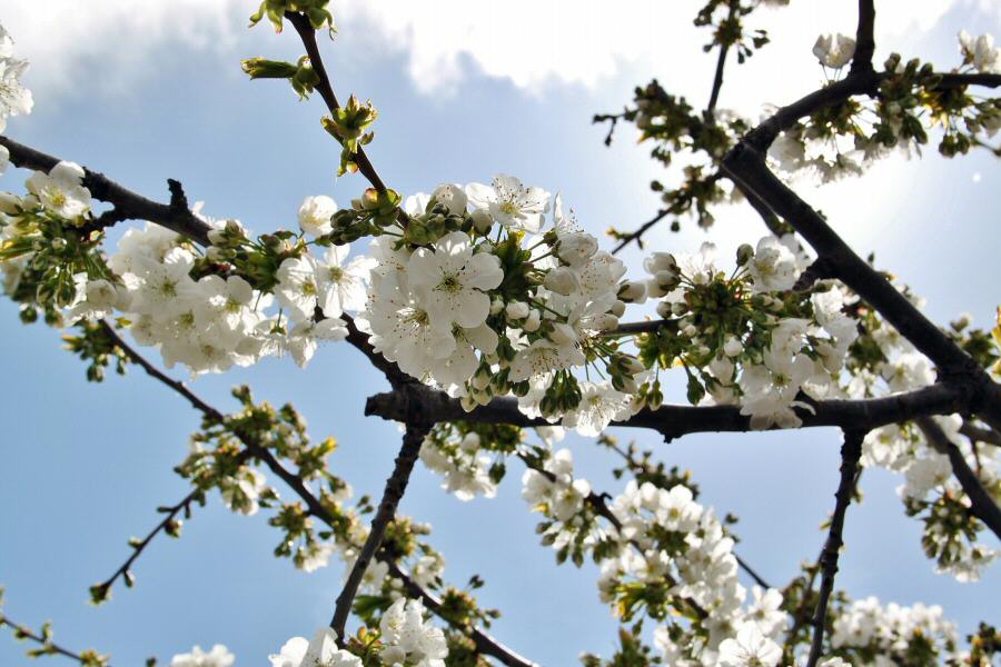 guiasviajar's tweet photo. Aquí tienes una ruta en coche para ver cerezos en flor @ValleCereza https://t.co/Bk90aDhwC6 @Extremadura_tur https://t.co/iWoCj1MDlX