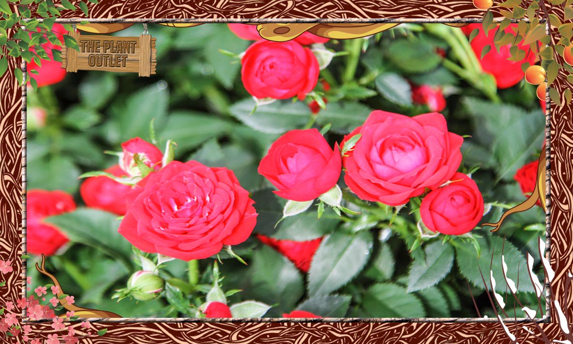 ThePlantOutlets's tweet photo. #DidYouKnow in the middle ages, rose petals and rose oils were added to the baths of royalty. #Roses #Wickford https://t.co/NuIwrLuBzi