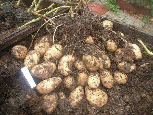 Нэг бутнаас... гэнээ
Ховд нутаг ургац арвинтай л гэдэг. 110 орчим гардаг л гэсэн шүү!