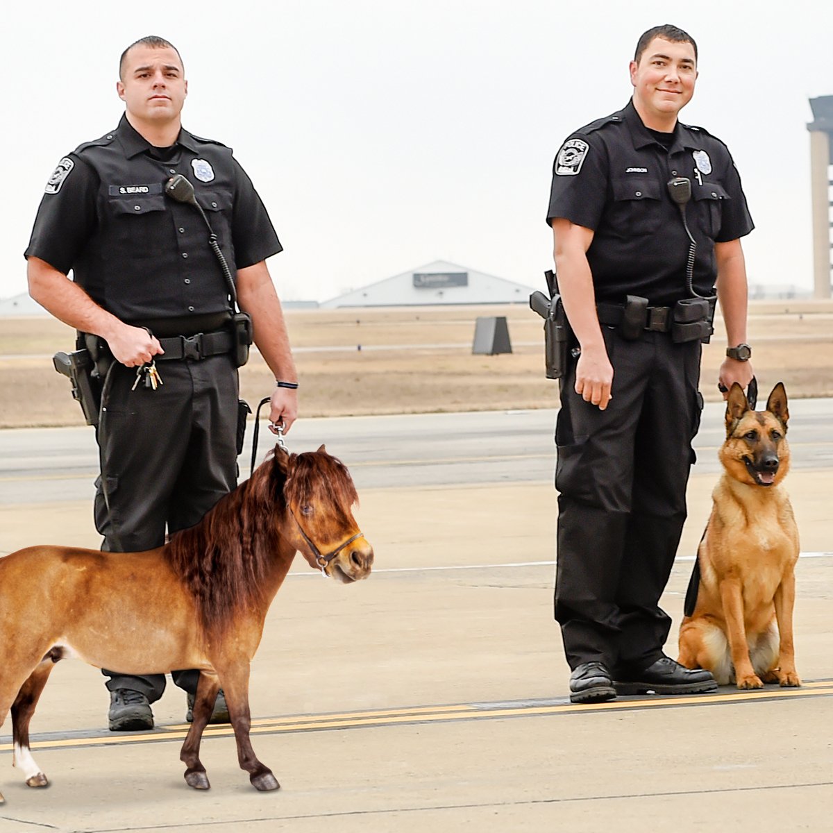 Fly_Nashville's tweet photo. Proud to be the 1st airport in US to welcome miniature horses to our explosive detection team. Meet Li'l Sebastian. https://t.co/U7s6Mk4pVX