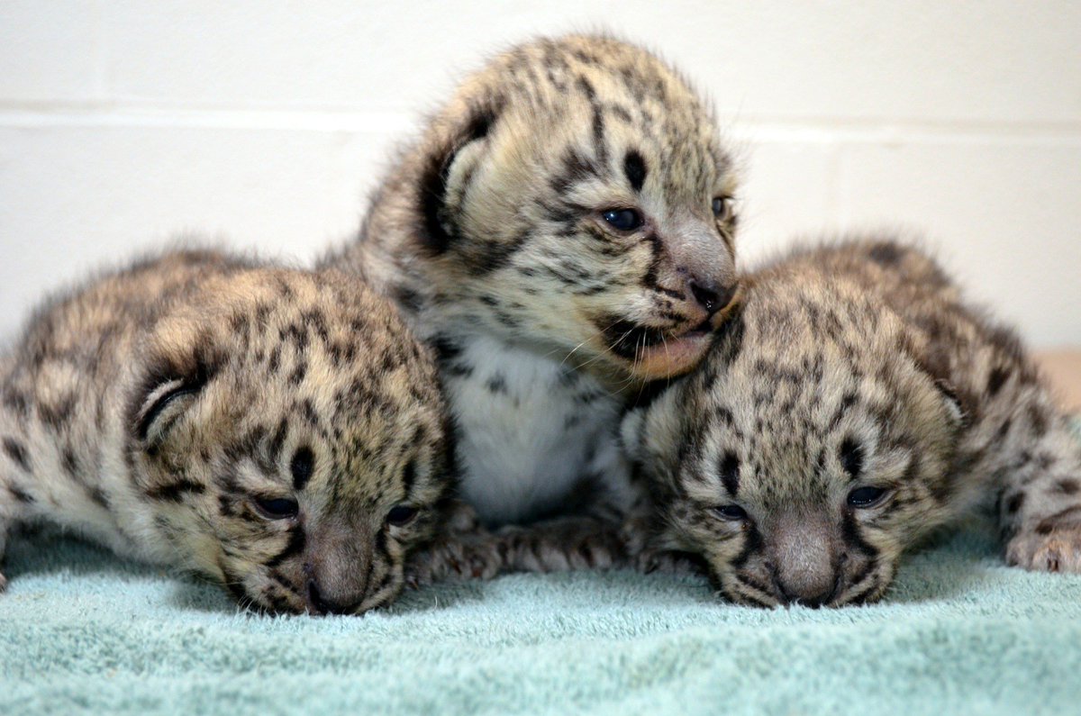 исчезновение редких видов животных. реинтродукция видов. снежный барс с барсятами. снежный барс детеныш. профессия обниматель панд в китае.