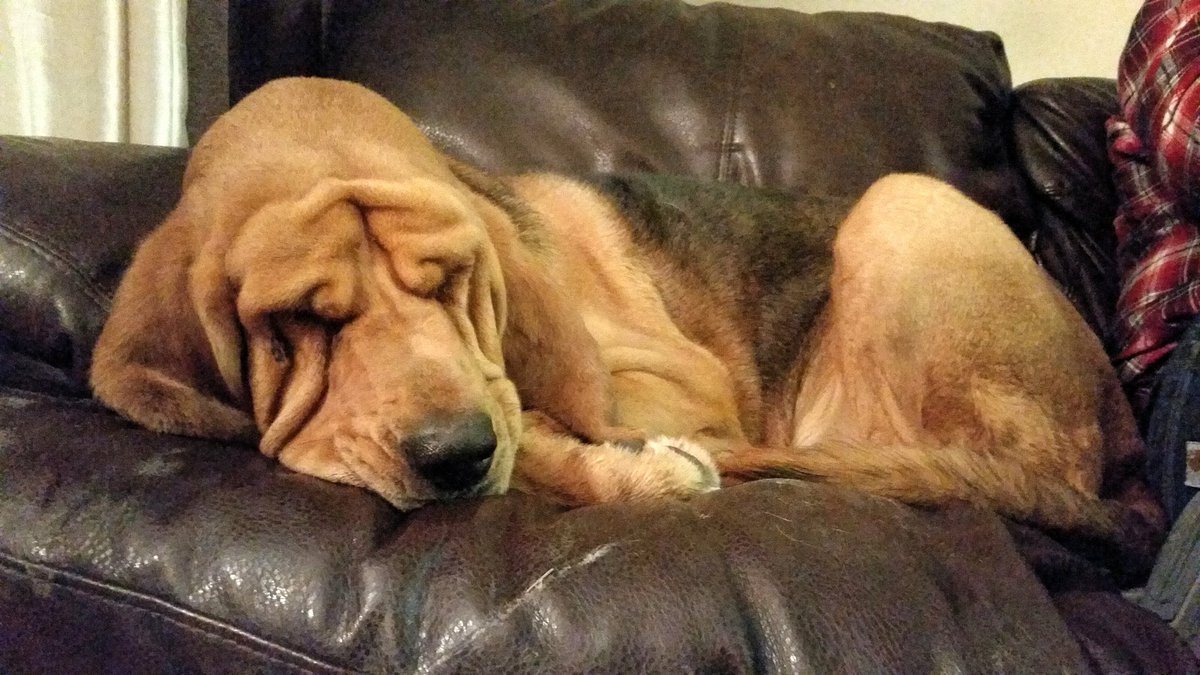 LuluBloodhound's tweet photo. So this creature entered my home. Say hello to wrinkly foster sister Zoey. Available to adopt with @BloodhoundResQ https://t.co/G6NMadJcUk