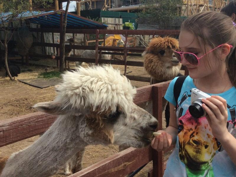 MoscowEscape's tweet image. Звери, чем-то напоминающие ламу, верблюда, а забавными стрижками – пуделей, поселились в… t2p.pw/2LgVXJq4iJ