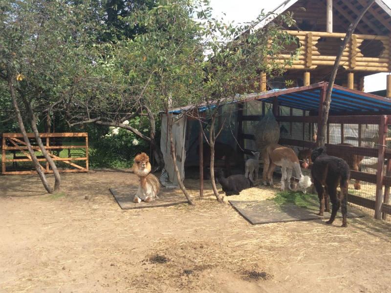 MoscowEscape's tweet image. Звери, чем-то напоминающие ламу, верблюда, а забавными стрижками – пуделей, поселились в… t2p.pw/2LgVXJq4iJ