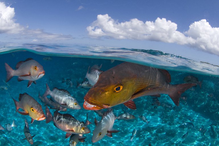TEDTalks's tweet photo. 10 colorful sea creatures, up close and personal: https://t.co/OyYEnSs0NT https://t.co/QExZuVpl33