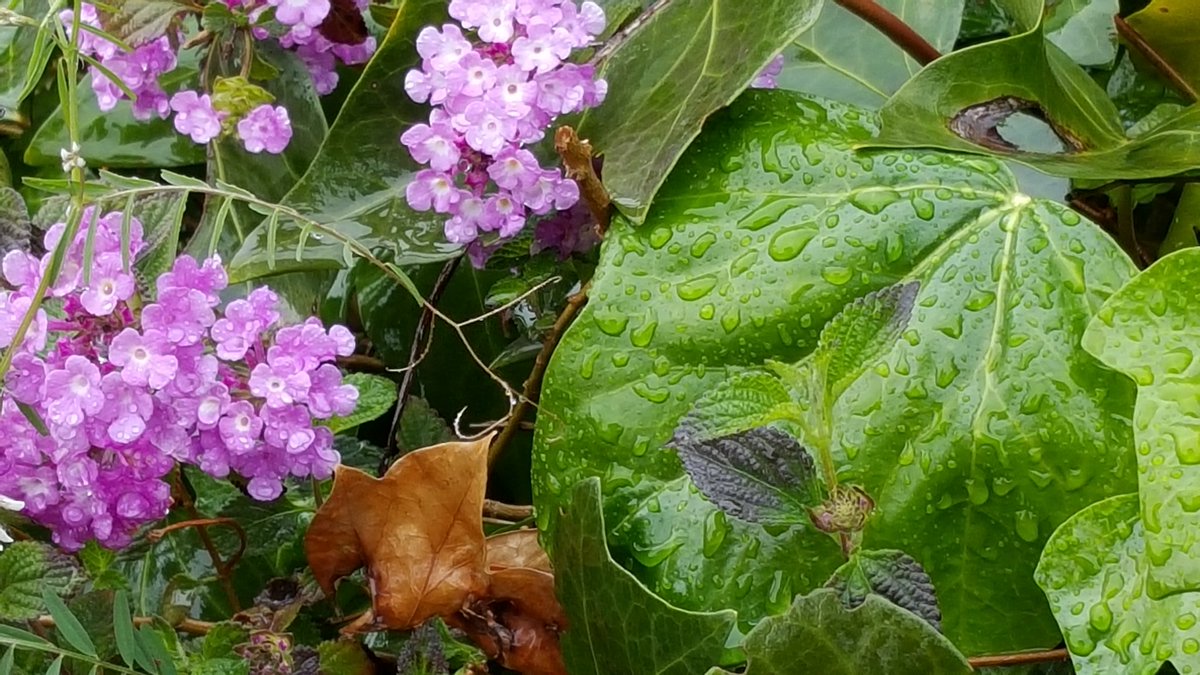 It'sRainingAgain#aleluia#rainyday  #benvingudapluja#welcomespring#nature #raindrops #naturelovers #colorful