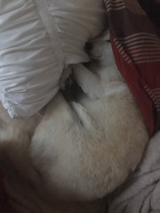 A little fluff puff in the morning, dedicated to @redhot_tori https://t.co/ysRC0Mi2Sw<a href="/tag/duolingo"class="tags"><span>#duolingo</span></a>