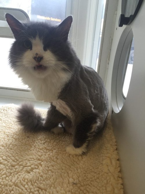 Follow my tumblr: somecuteness.tumblr.com/post/142069419… #cat #cute #cats #kitten #adorable