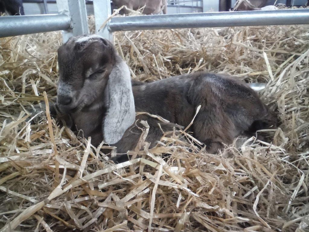 OddsFarmPark's tweet photo. Afternoon nap time! https://t.co/LSw0SPZ4yZ