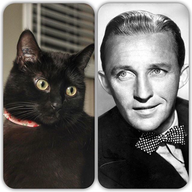 #cats