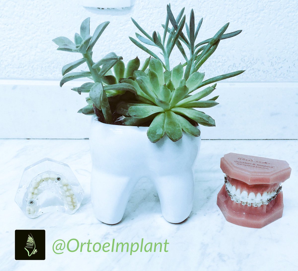 OrtoeImplant's tweet photo. Gracias amigos de @PlantaCorazon por  nuestra plantita de muela. ¡Nos encanto! https://t.co/7AYSHSf5LG
