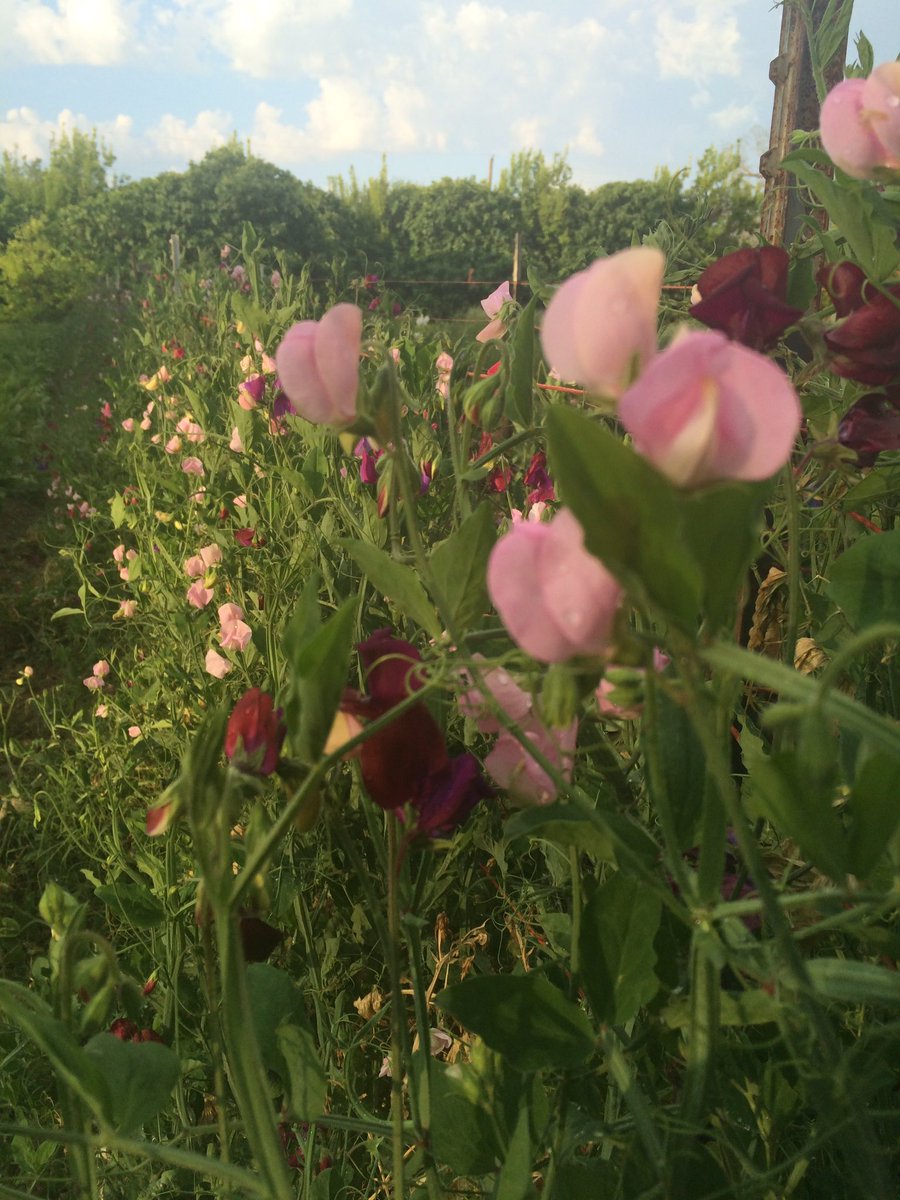 Come by and see us <a href="/BoggyCreekFarm/">Boggy Creek Farm</a>. We're here Wednesday - Saturday 8am - 1pm.