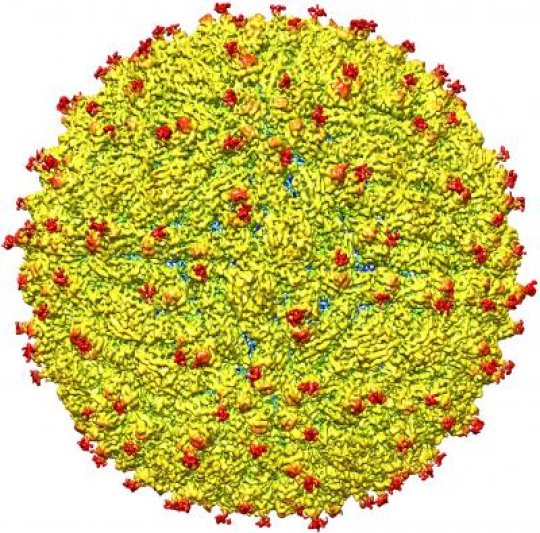 Zika Virus Structure Revealed,a Critical Advance in the Development of Treatments bit.ly/1pQOhES #ZikaVirus