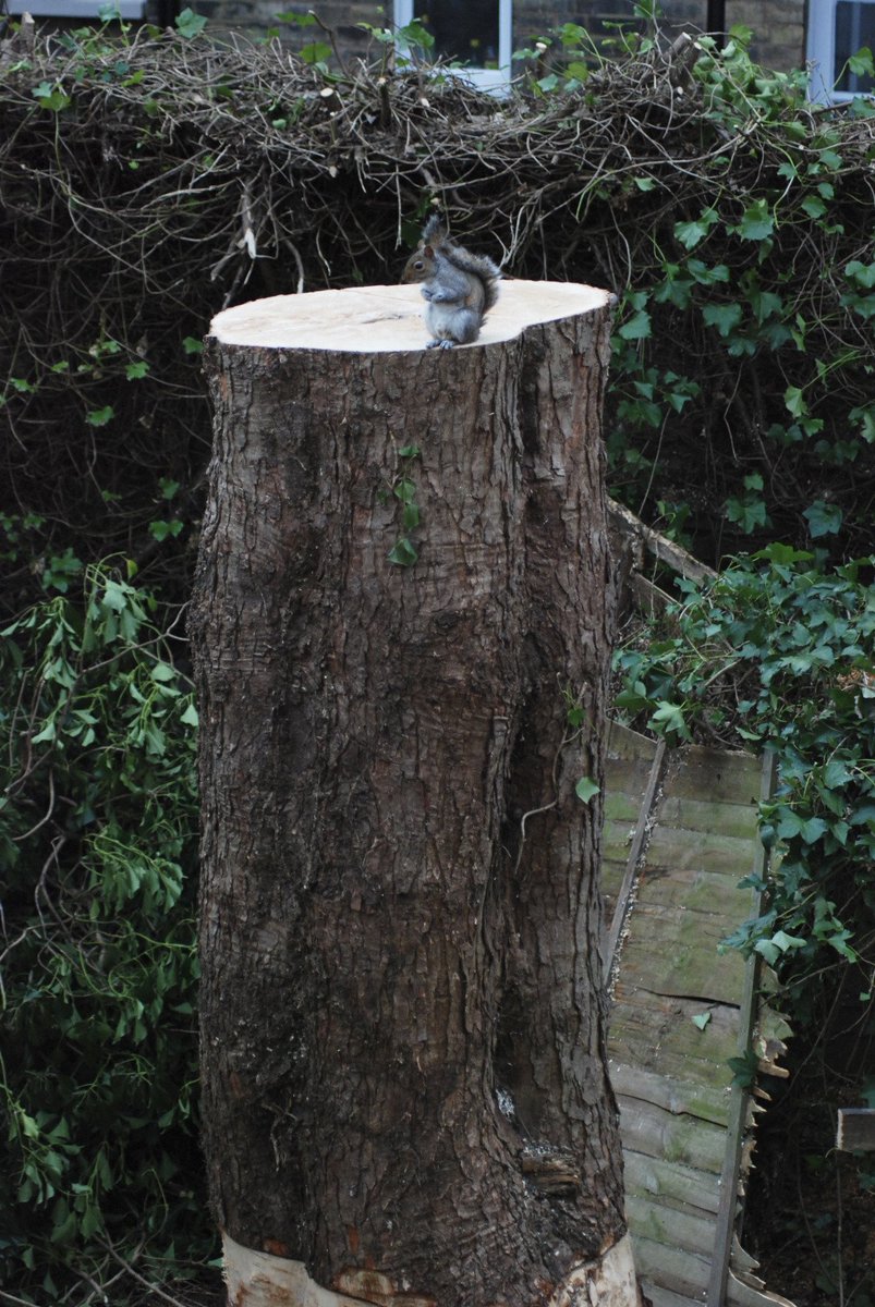 Лицо в стволе дерева. Она живет в лесу (2019. Короваи племя живущее на деревьях. Она живет на деревьях. Дерево бодхи.
