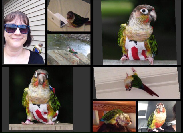 Today is my 4th Hatchday, me is celebrating at the #rainbowbridge