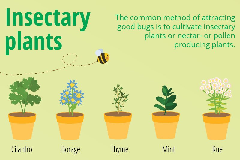 A few tricks and tips to controlling pests in your garden this spring: bit.ly/22lHuRN via <a href="/nycitypestctrl/">NYCitypestcontrol</a>