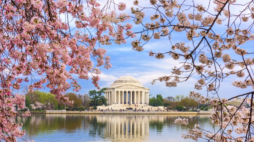 It’s cold and wet today, but peak bloom begins on Wednesday. washingtonian.com/2016/03/15/che…
